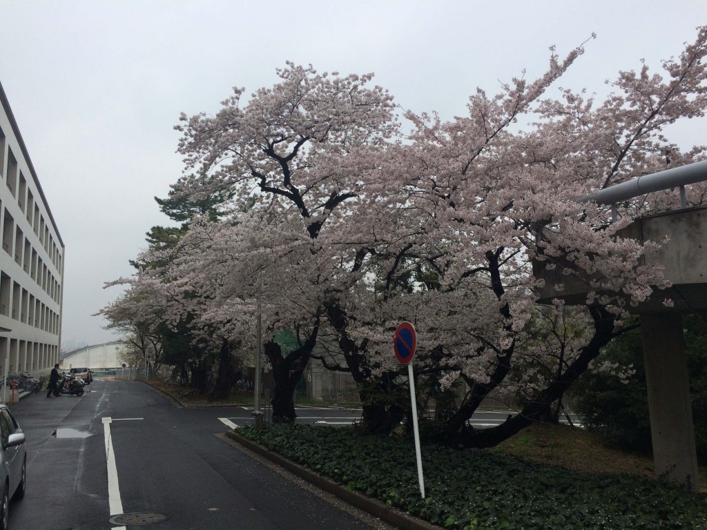 sakura